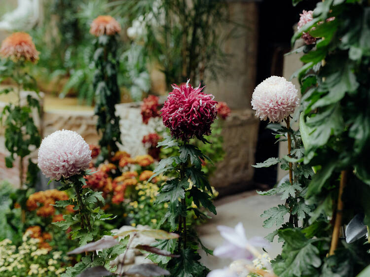 Stop and smell the chrysanthemums at the Gardner Museum