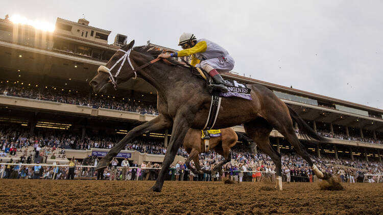 Bing Crosby Season + Breeders' Cup at Del Mar Racetrack