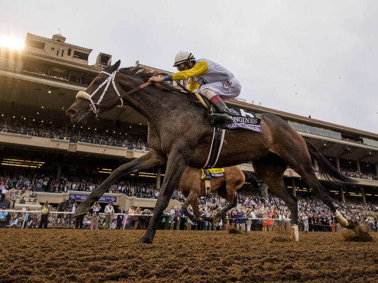 Bing Crosby Season + Breeders' Cup at Del Mar Racetrack