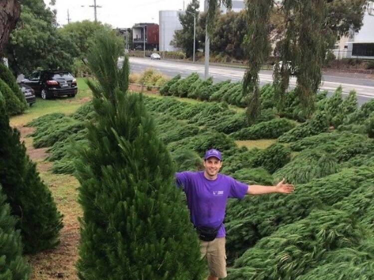 Real christmas trees near store me for sale