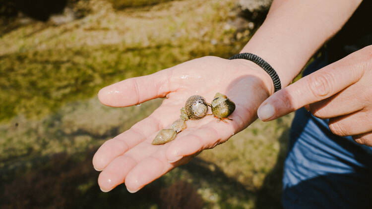 beachcombing