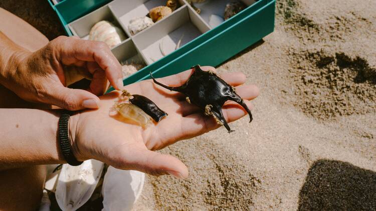 beachcombing