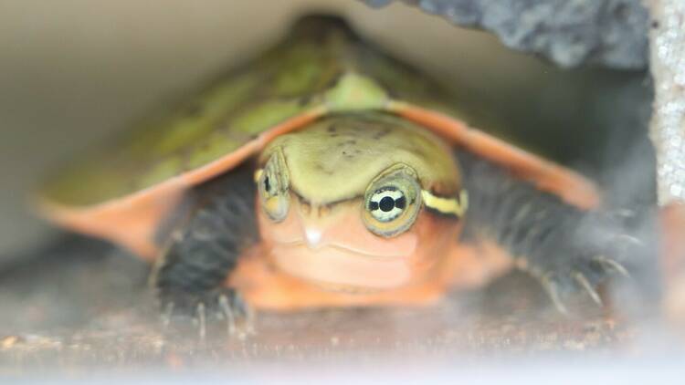 Photograph: ZSL London Zoo 