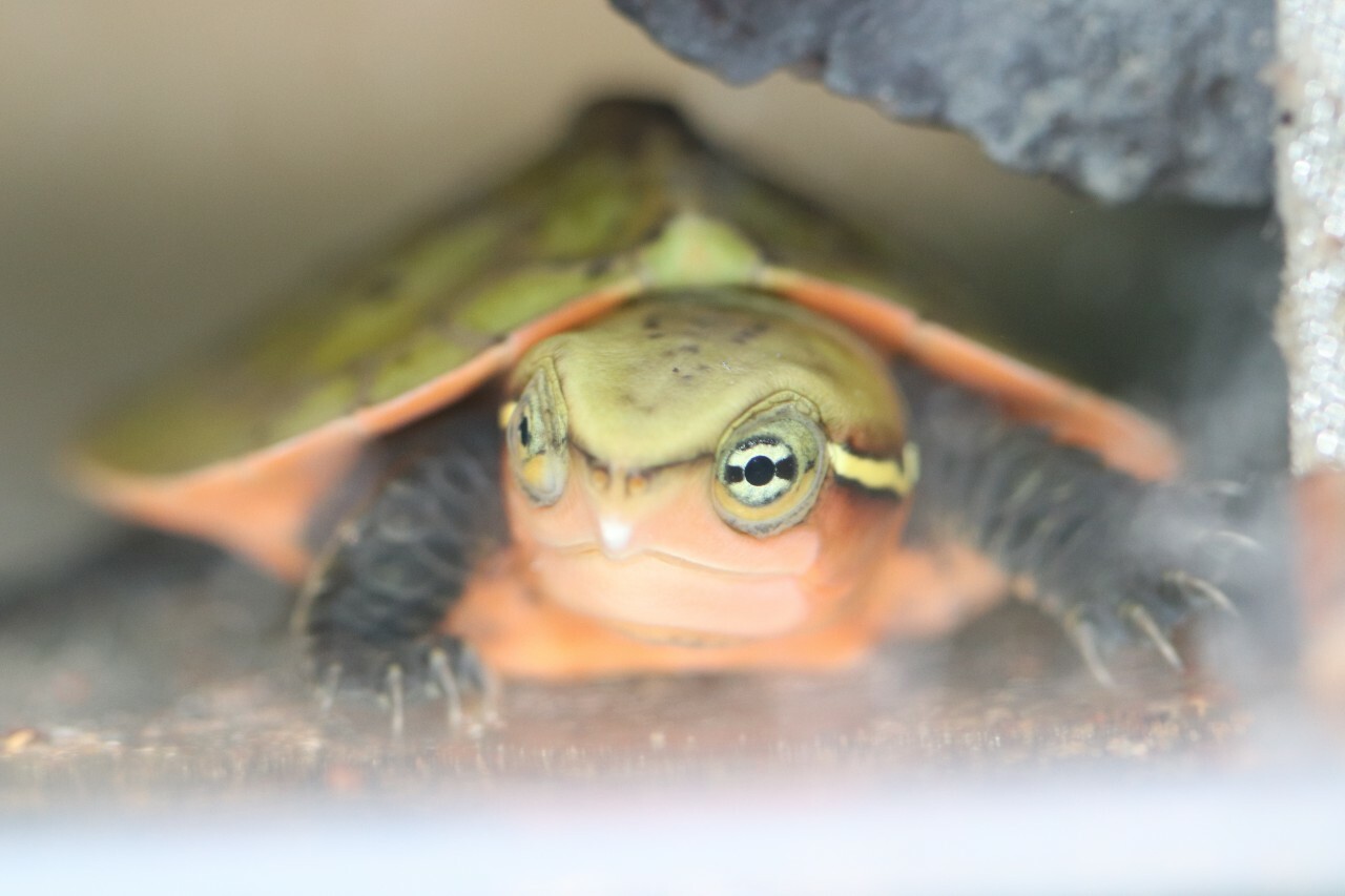 Three endangered turtles have been born in London Zoo