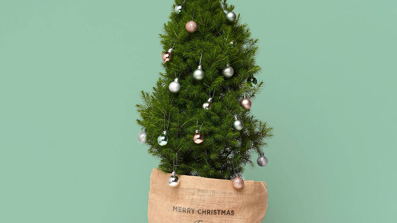 Melbourne florist Flox Botanicals is selling mini Christmas trees