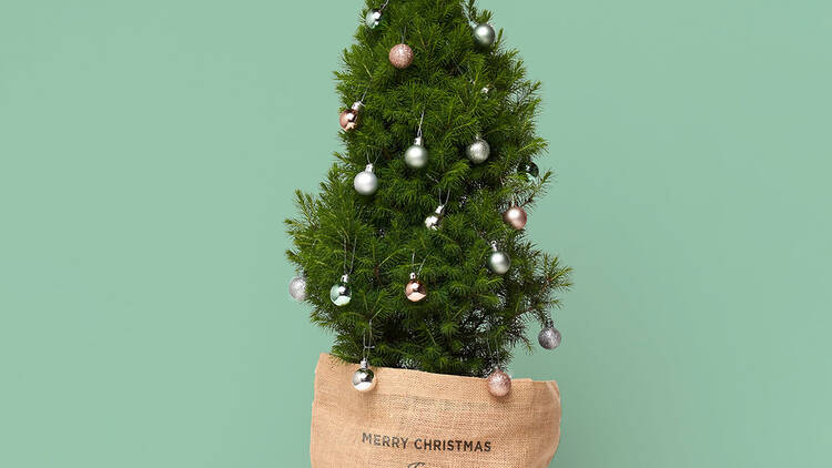 The perfect mini Christmas Tree from Flox Botanical