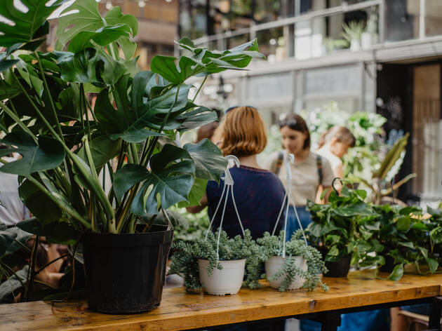 Indoor,Plants,On,Sale,On,The,Plants,Market,On,The Mercat plantes