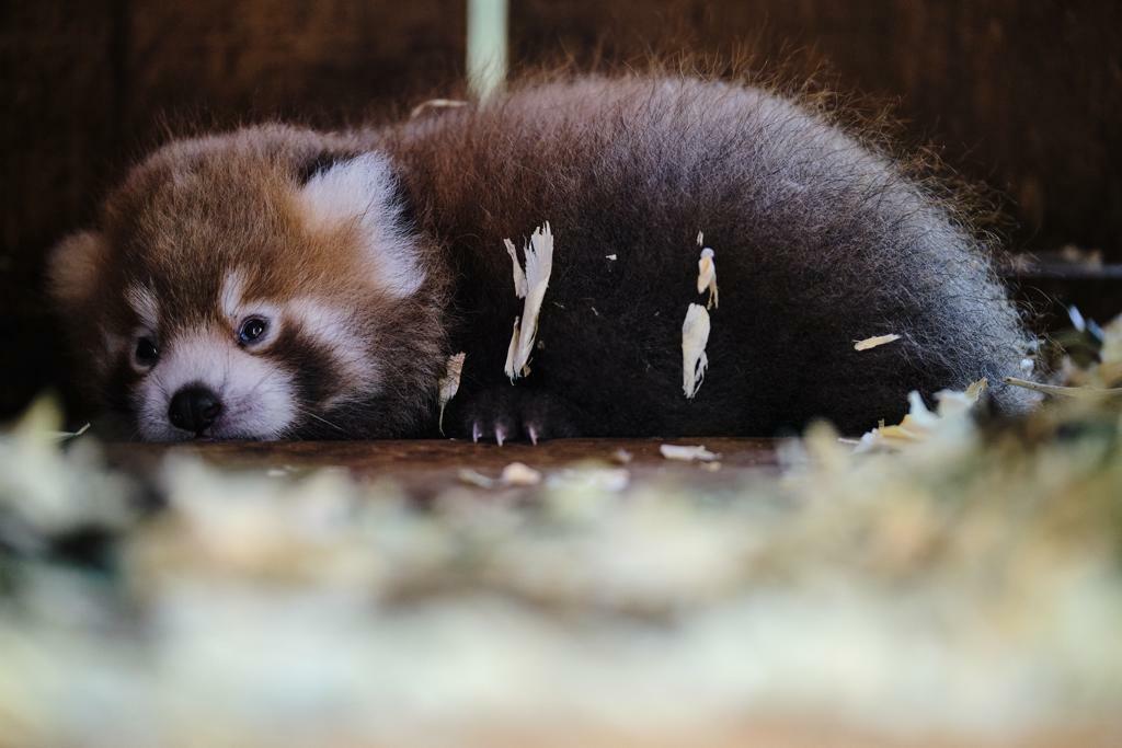 panda-vermelho