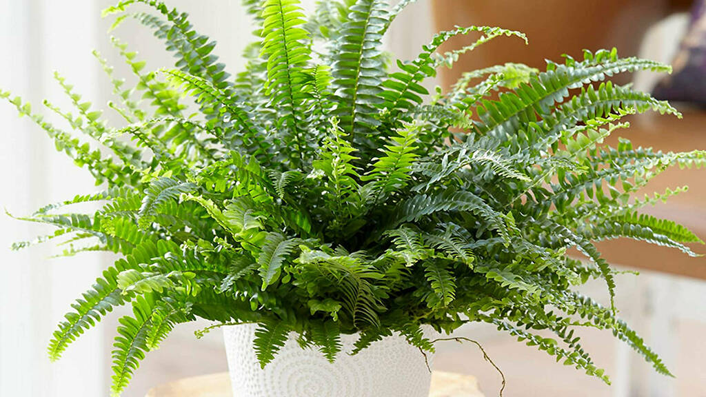 9 Best Indoor Plants | These low-maintenance leafy little lovelies will ...