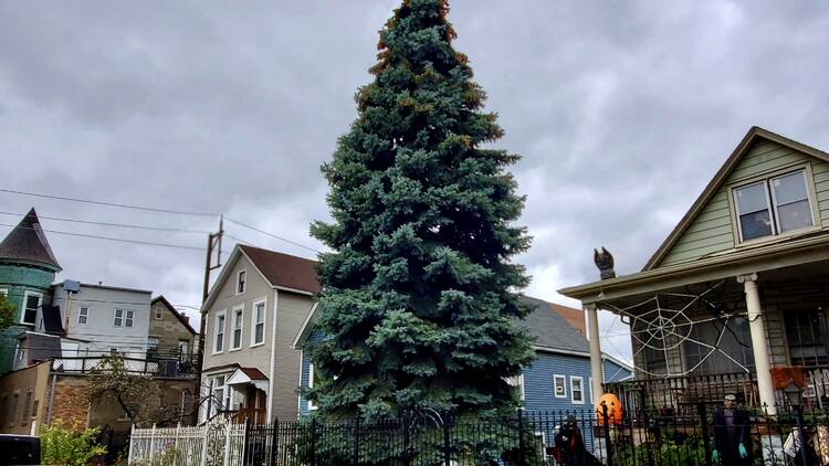 Chicago Christmas tree 2021