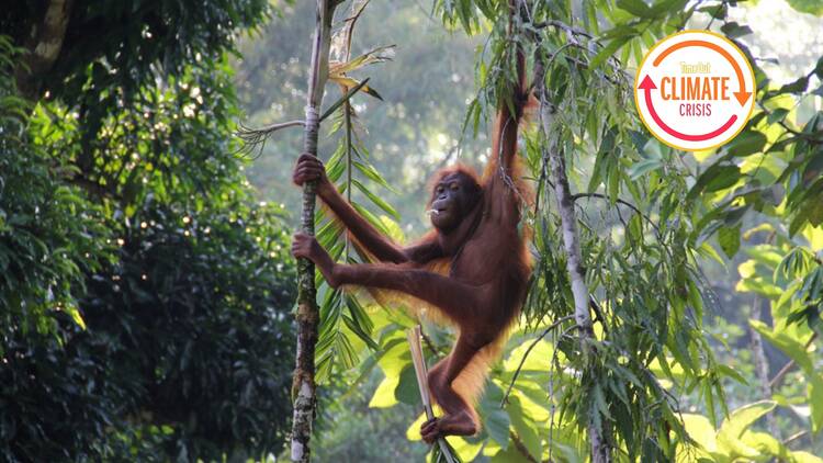 Borneo’s rainforests