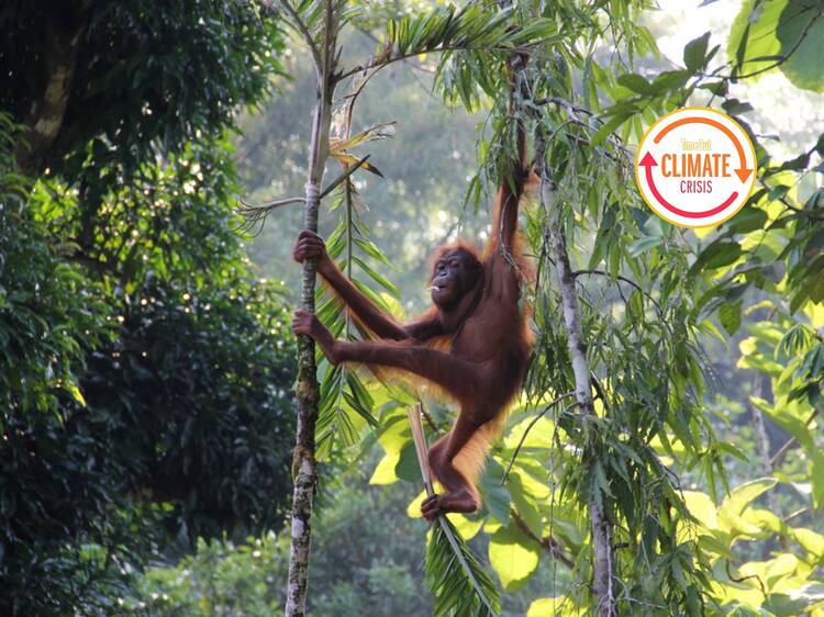 Borneo’s rainforests