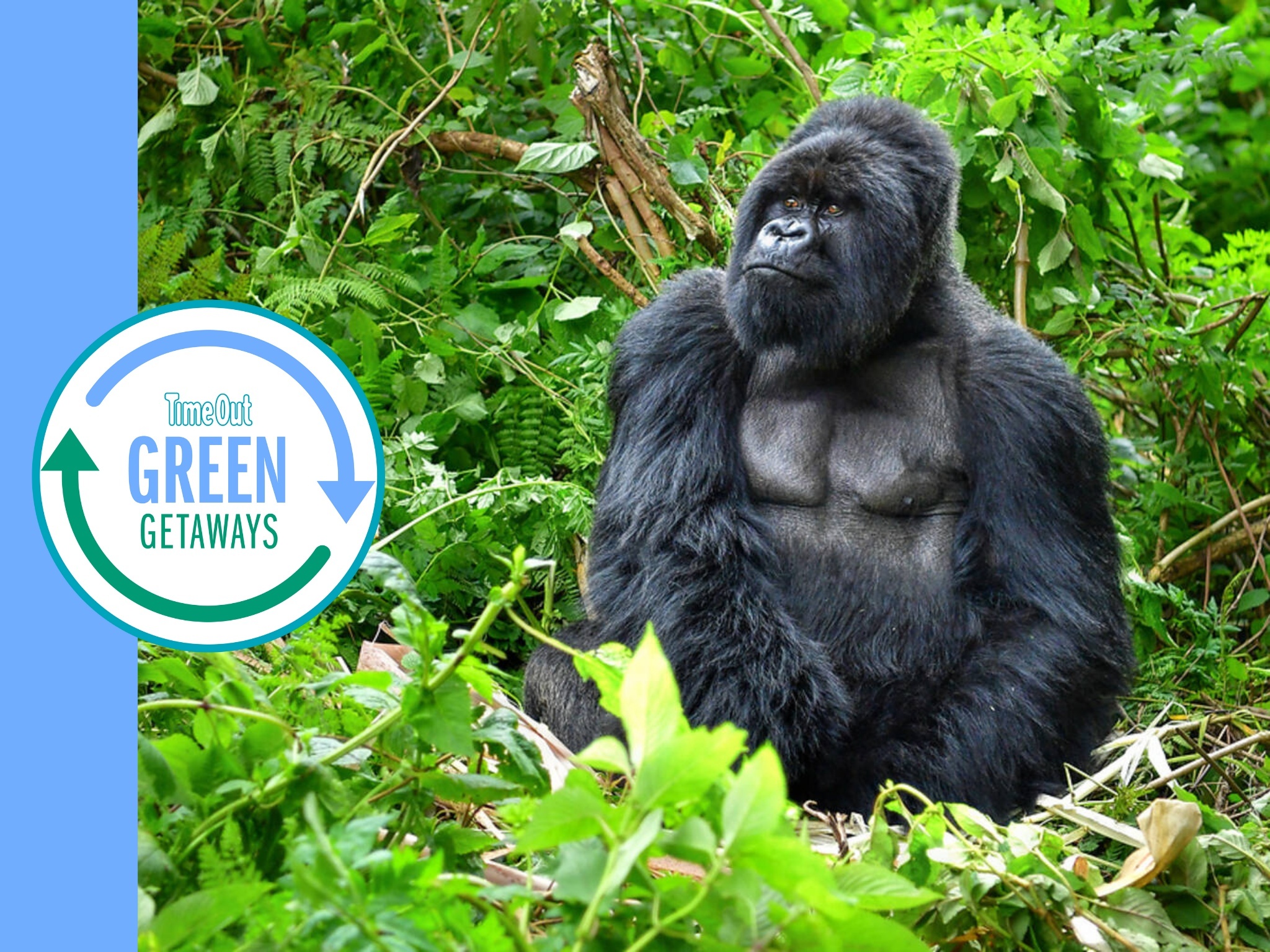 В какой природной зоне обитают обезьяны. Руанда гориллы. Джунгли Африки гориллы. Горная горилла. Silverback горилла.