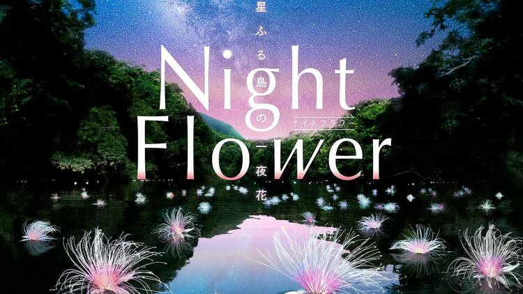 Night Flower