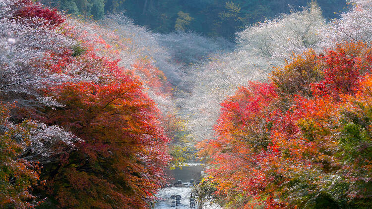 Obara sakura in autumn