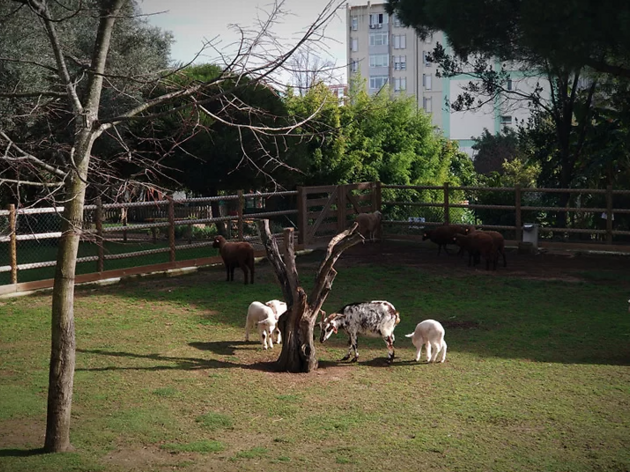 Quinta Pedagógica dos Olivais ovelhas na Quinta Pedagógica dos Olivais