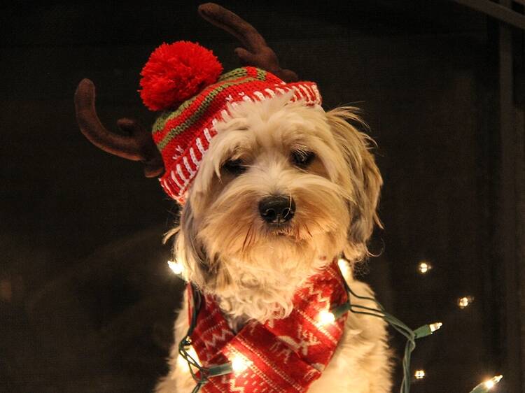 Get your pet to pose for a hilarious photo with Santa 