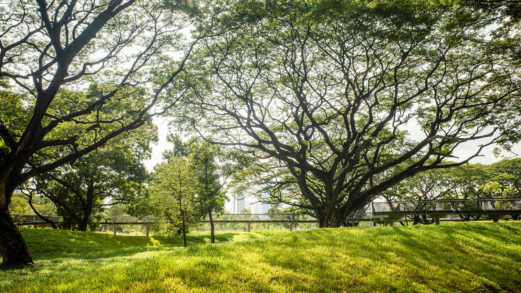 สวนป่าเบญจกิติ (Benjakitti Park)