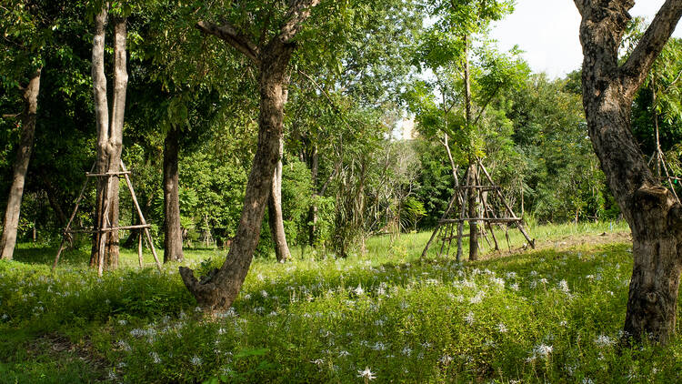 สวนป่าเบญจกิติ (Benjakitti Park)