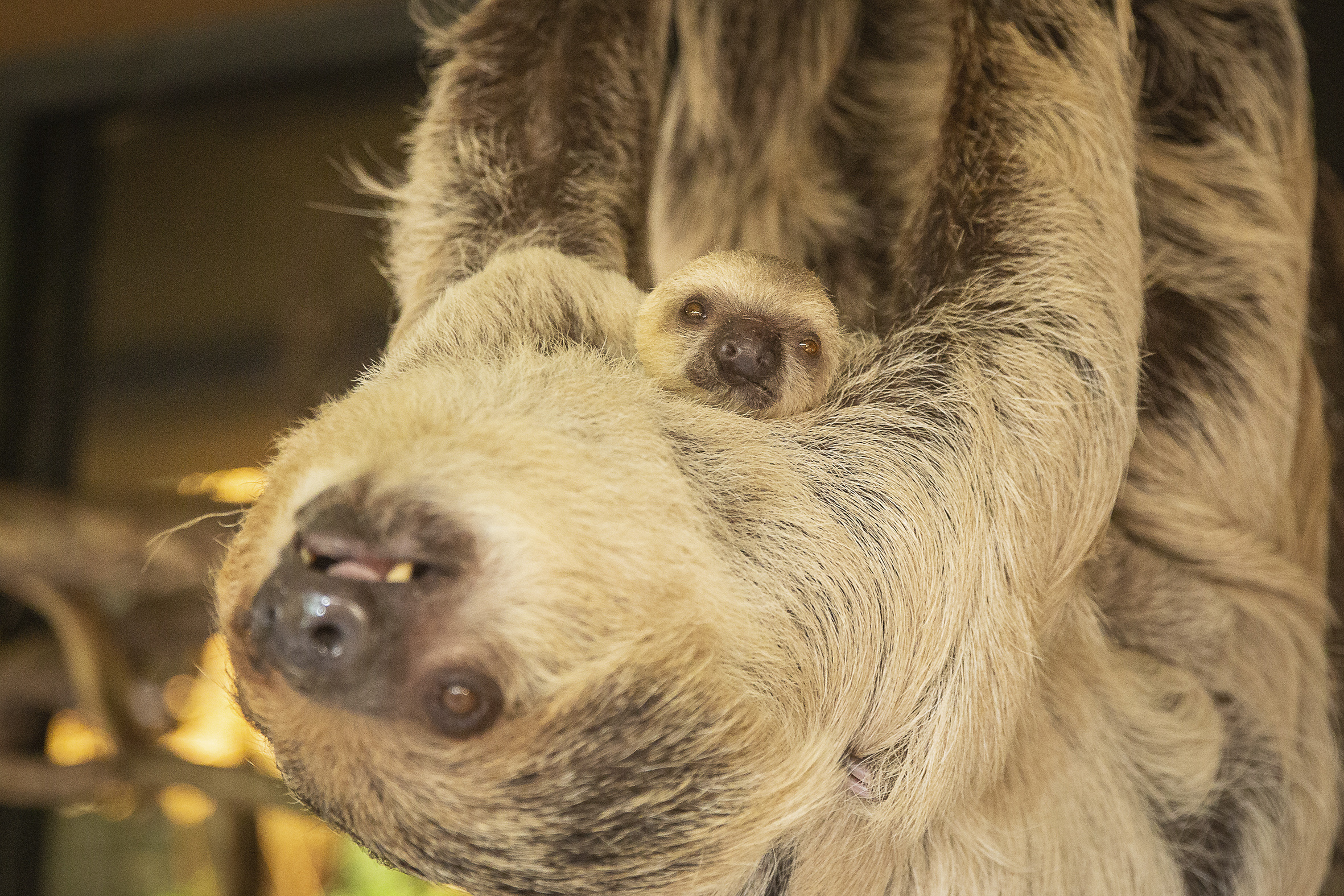 Cuteness personified: a baby sloth has just been born at London Zoo