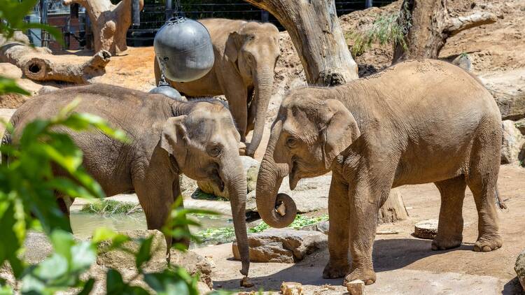 Pregnant elephants Mali, Num Oi, Dokkoon at Melbourne Zoo