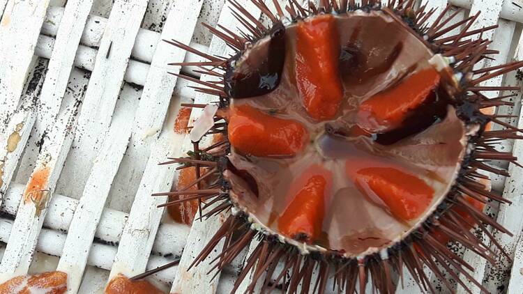 Garoinada a bord d'un veler a Palamós