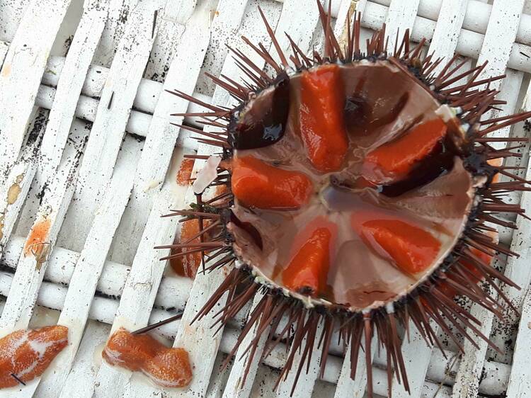 Garoinada a bord d'un veler a Palamós