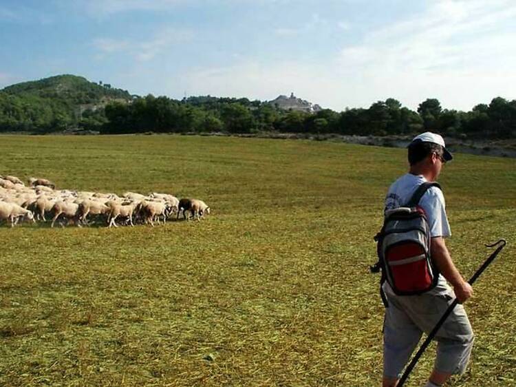 Pastores por un día en Cal Serrats