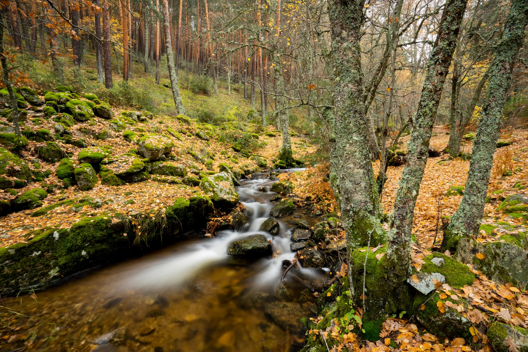 Bosque abedular Canencia otoño