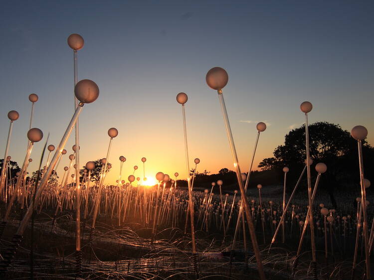 Forest & Field of Light