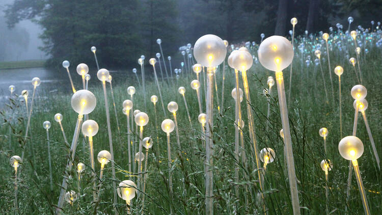 Bruce Munro:  Forest and Field of Light