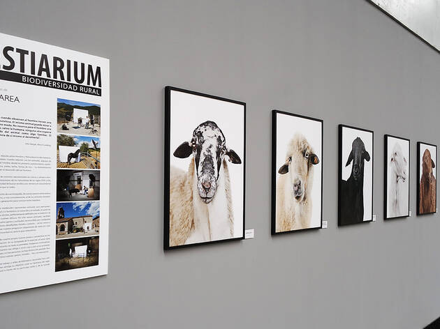 Bestiarium Rural. José Barea Bestiarium Rural. José Barea