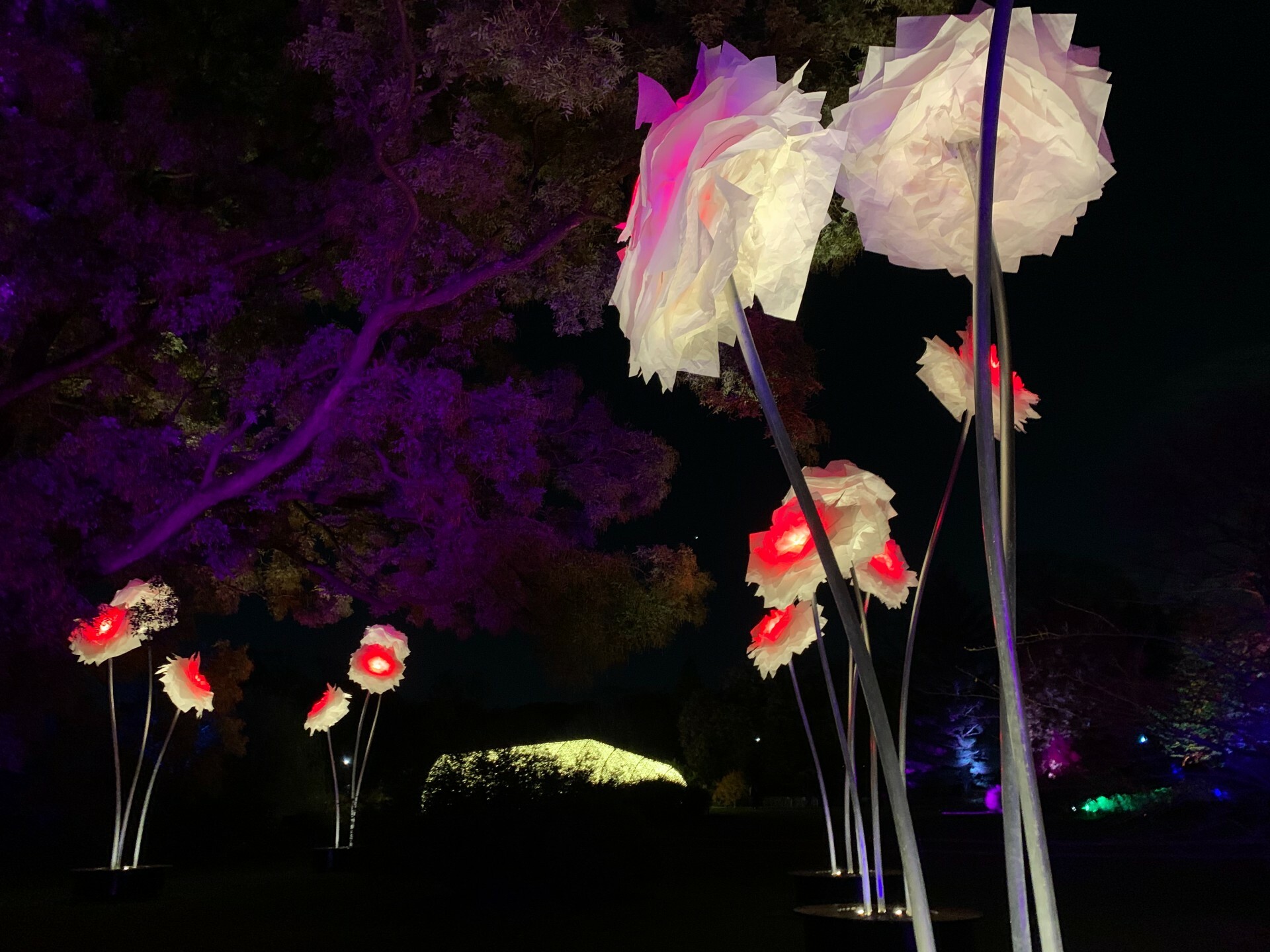 Brooklyn Botanic Garden Lightscape