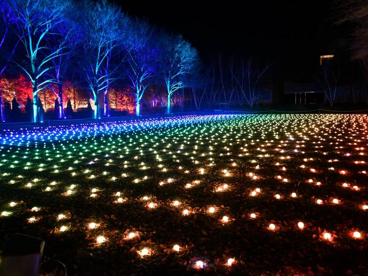 Paesaggio luminoso al giardino botanico di Brooklyn