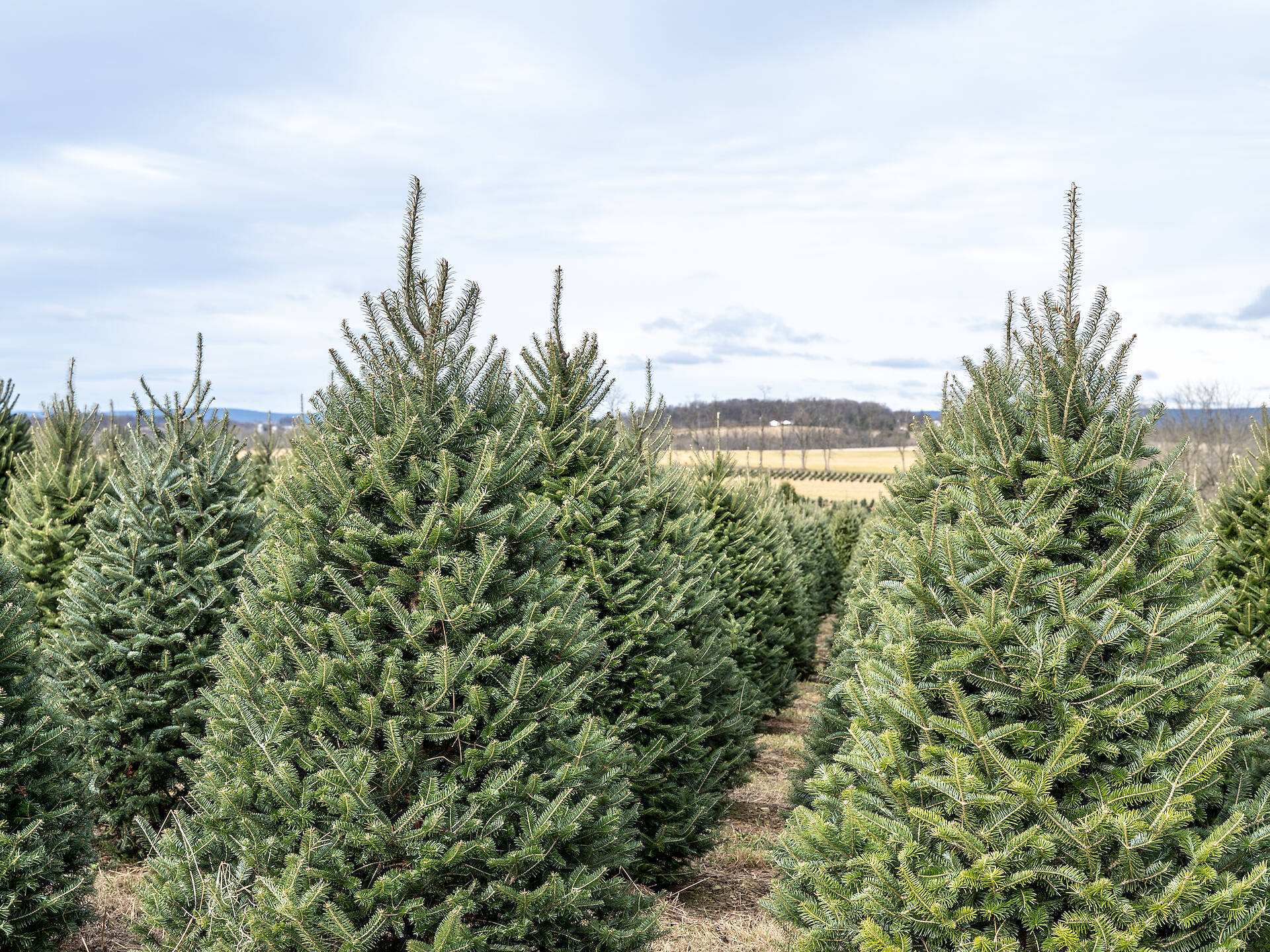 12 Places to Cut down Your Own Christmas Tree Near Chicago