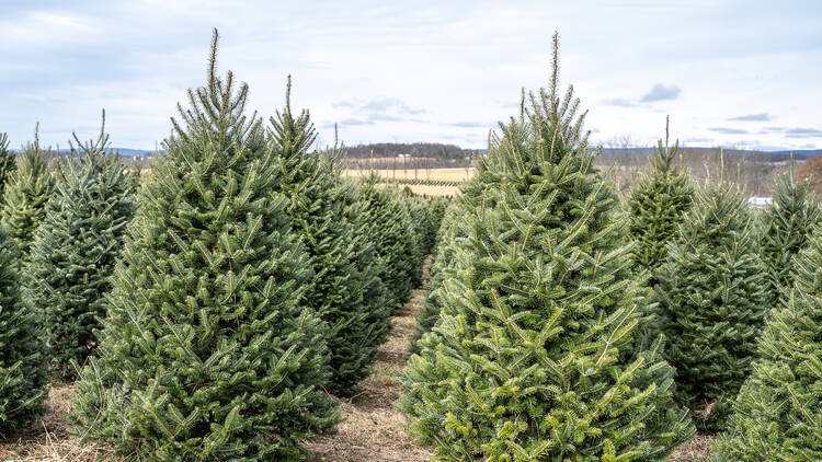 Anderson Tree Farm