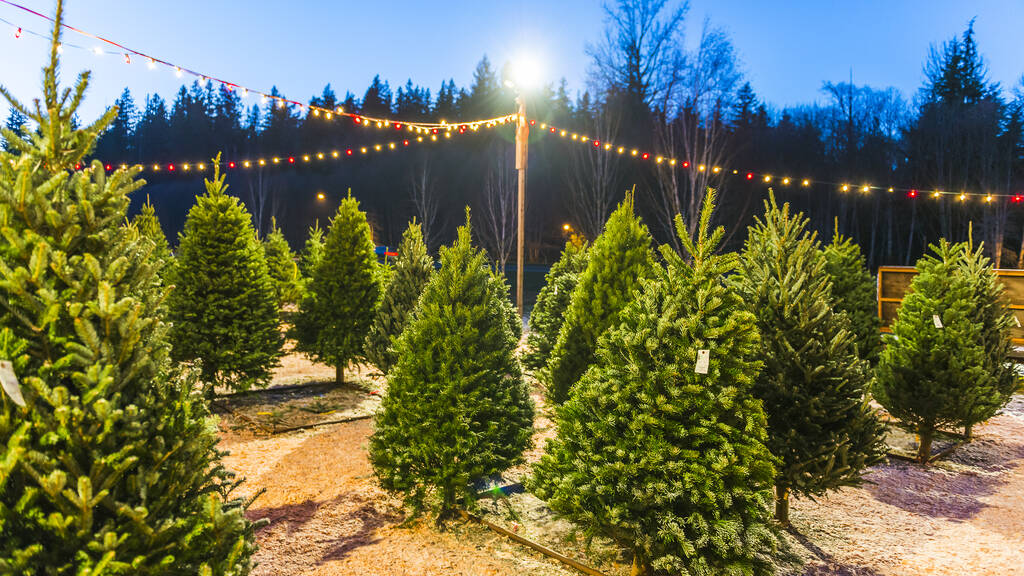 9-places-to-cut-down-your-own-christmas-tree-near-chicago