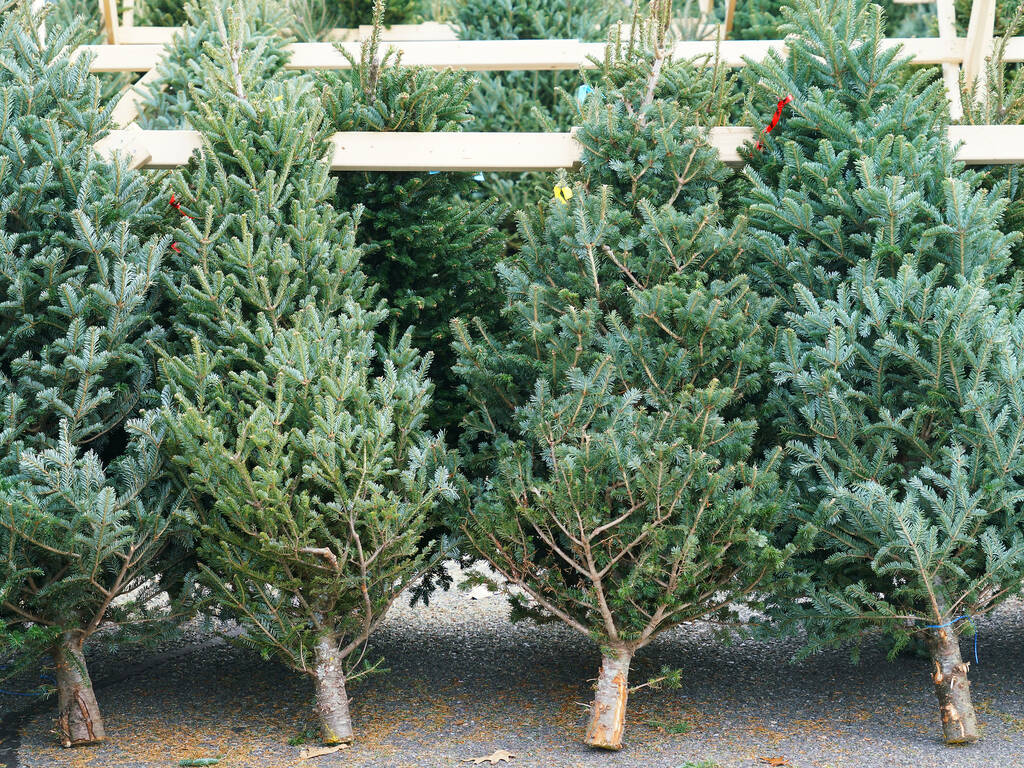 9 Places To Cut Down Your Own Christmas Tree Near Chicago