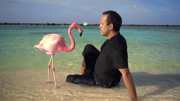 The Mystery Of The Pink Flamingo CineFiesta