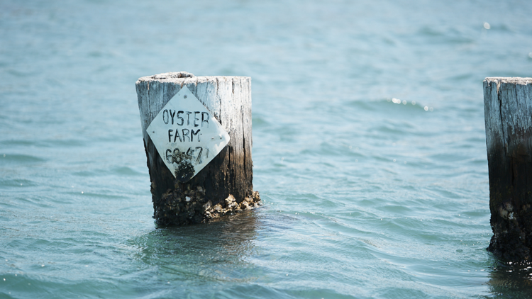 A pylon with hand written oyster farms in the water