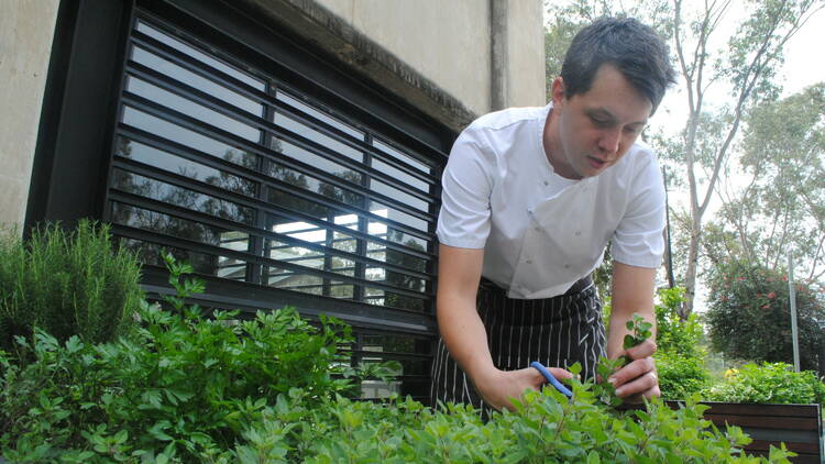 A man in a chef's uniform bends over to pick some herbs from a kitchen garden