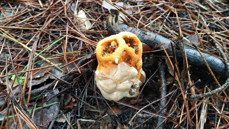 Clathrus ruber