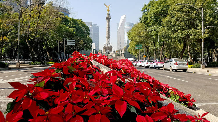 Flores de Nochebuena 2023 Paseo de la Reforma