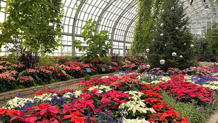 Serenity: Winter Flower Show