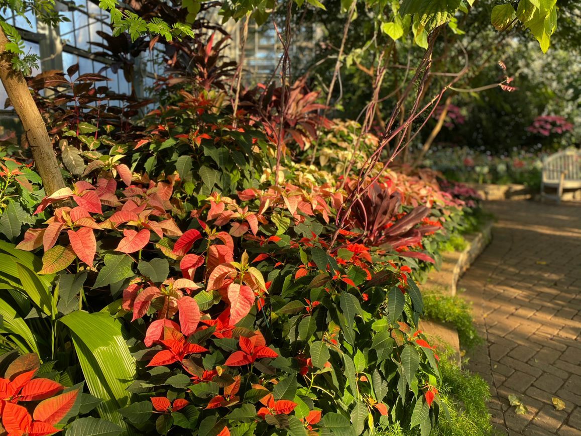 2017 Spring Flower Show - Garfield Park Conservatory