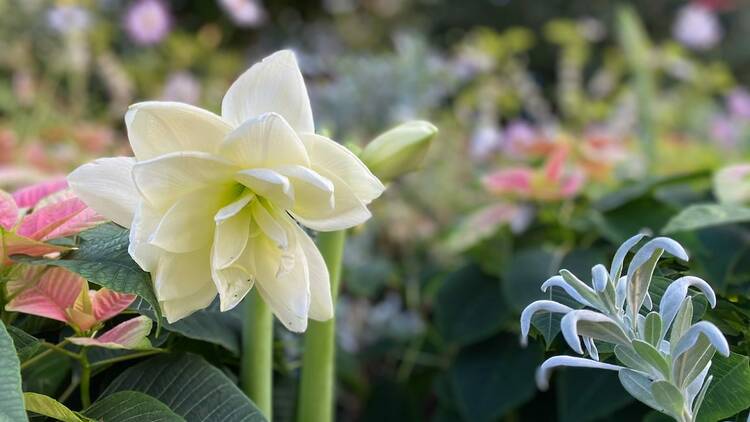 Serenity: Winter Flower Show