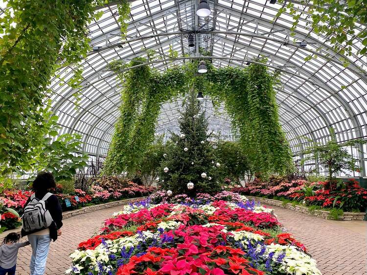 Garfield Park Conservatory Spring Flower Show: Rooted in Mystery