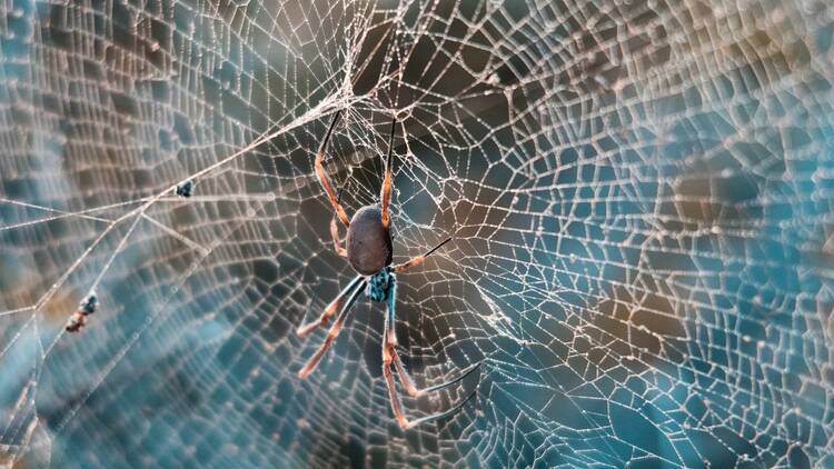 A spider on a web in Sydney