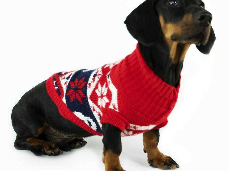 Jersey para perro