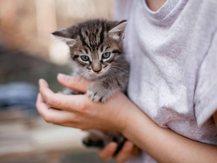 Cat cuddling with Cat Protection Society of Victoria  Melbourne